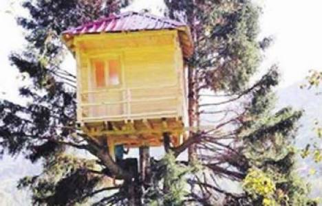 Rize'de çam ağacına ev kondu!