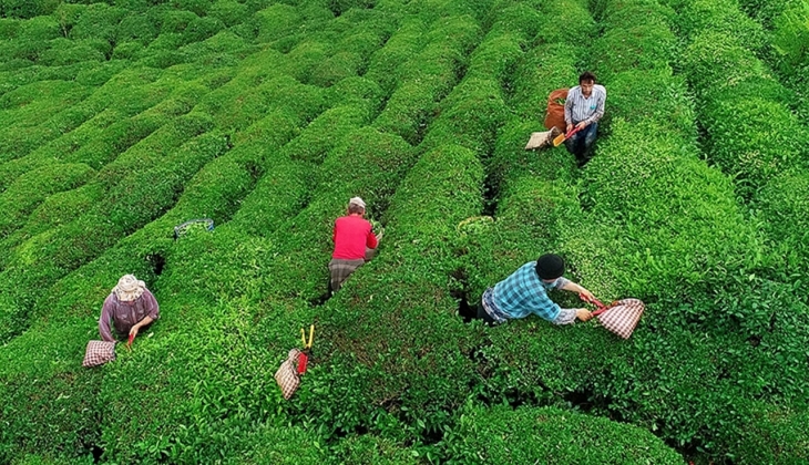 Yaş çay fiyatları fırladı! Üreticilere Acele etmeyin uyarısı geldi! 2023 yaş çay fiyatı ne kadar oldu?