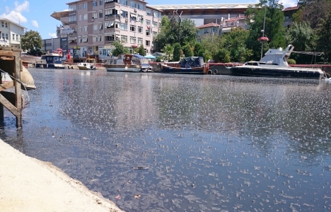 Kadıköy Kent Dayanışması