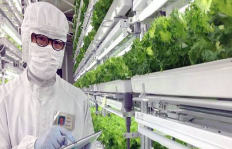 Panasonic, Fujitsu, Toshiba ve Sharp sebze üretecek!