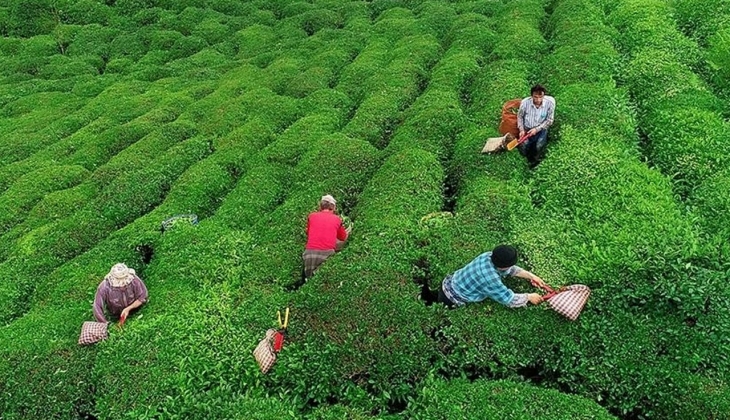 Çaykur destekleme ödemeleri 2023! Çaykur destekleme paraları ne zaman ödenecek?