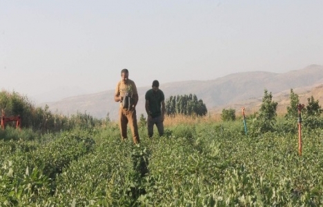 Siirt'e modern fıstık işletme tesisi kurulacak!