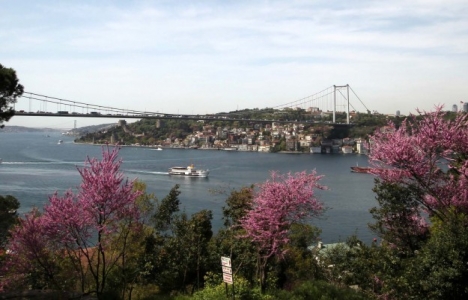 İstanbula ağaç dikimi