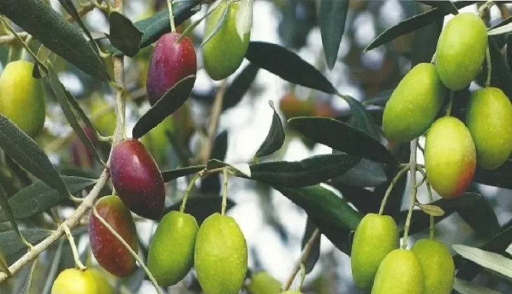 Zeytinde yaşanan yok yılı zeytinyağına nasıl yansıyacak? Sıkıntı yaşanacak mı?