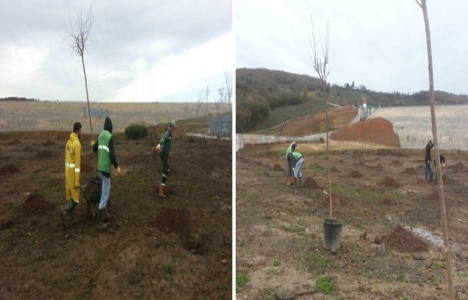Namazgah Barajı çevresi ağaçlandırılıyor!