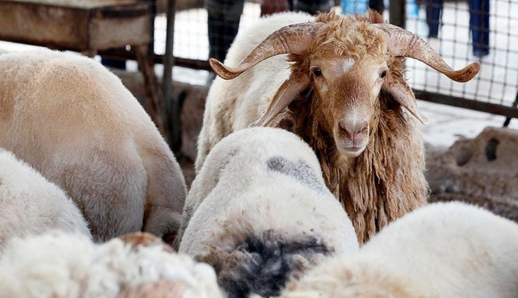 Kurban fiyatlarında son durum! Küçükbaş ve büyükbaş kurbanlık fiyatları ne kadar?
