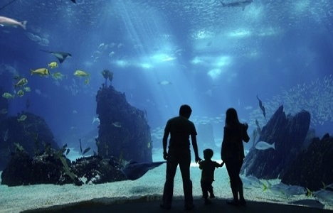 İstanbul Sea Life Akvaryum giriş ücreti 2015!