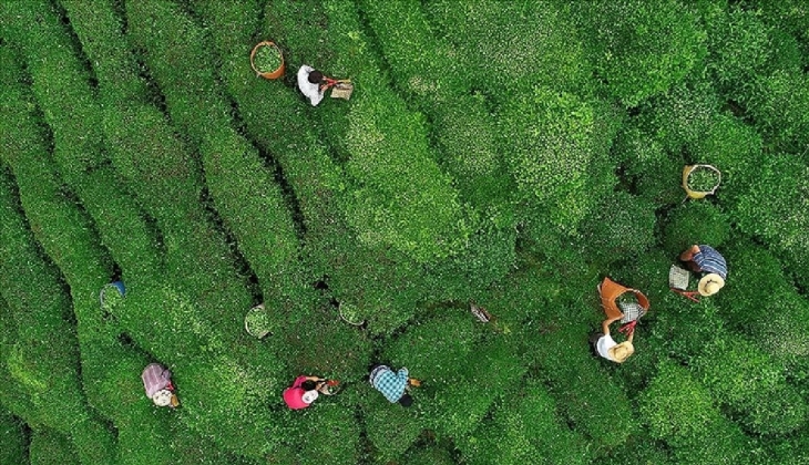 ÇAYKUR duyurdu: 49 fabrikasında 24 saat alım yapılacak