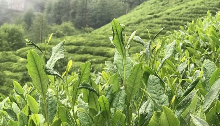 ÇAYKUR personel alımı yapıyor! Başvurular İŞKUR’dan yapılacak!