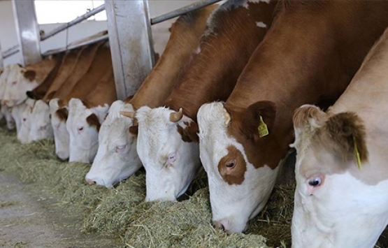  Türkiye'deki büyükbaş ve küçükbaş hayvan sayısı 70 milyona yaklaştı!