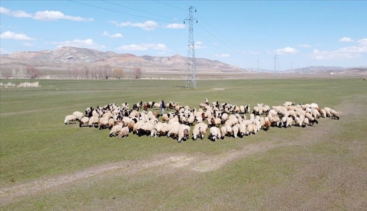 Milyonlarca çiftçiye müjde! Besicilikte destek ödemesi tutarları resmen açıklandı! Şimdi o rakamlara bakın! 