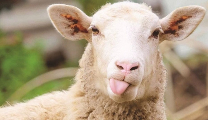 2022 kurbanlık fiyatları belli oldu! İşte şehir şehir kurbanlık fiyatları