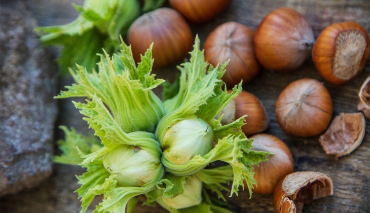 Fındık hasadı resmen başladı! İl il fındık fiyatları ne kadar oldu? Son dakika rakamlar geldi! 