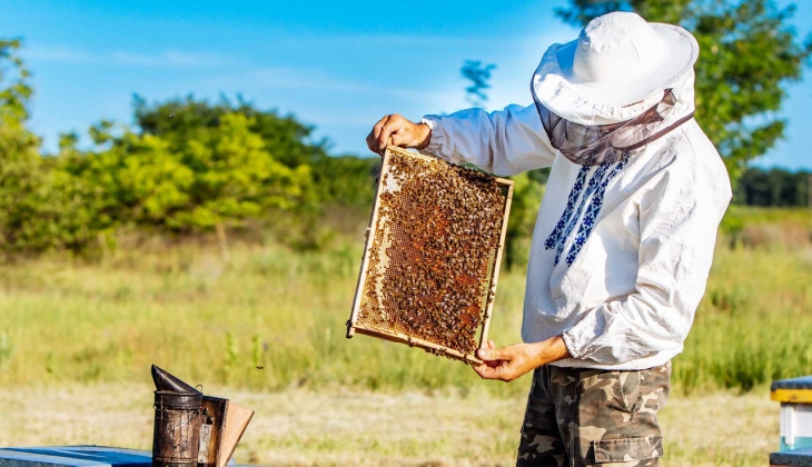Bakanlıktan depremzede arıcılara müjde! 1 milyon 339 bin 613 arı için...