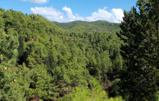 Orman alanlarıyla ilgili önemli düzenleme!