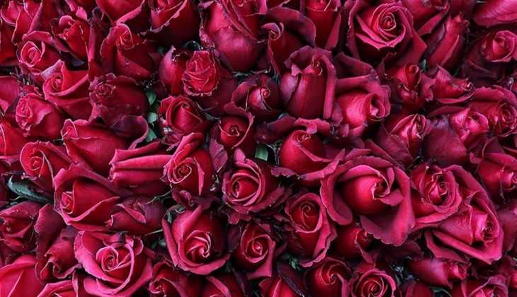 Gül fiyatlarına büyük zam geldi! Sevgilisine gül almak isteyenler çok üzülecek!