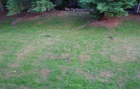 Bahçede kurban kesimi serbest mi?