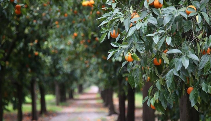 Narenciyede kalıntı sorunu kalmayacak! Üreticilere 8 bin sinek tuzağı dağıtıldı!
