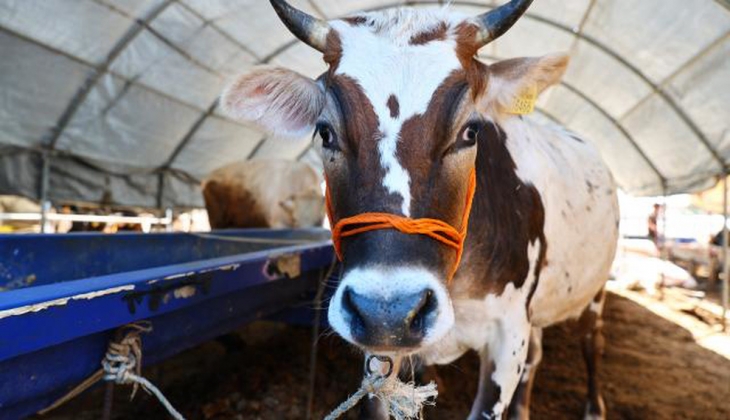Türkiye’de ilk kurbanlıklar görücüye çıktı! İşte küçükbaş ve büyükbaş fiyatları