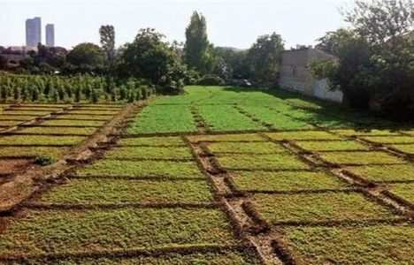 Yedikule Bostanları imar planı son durum!