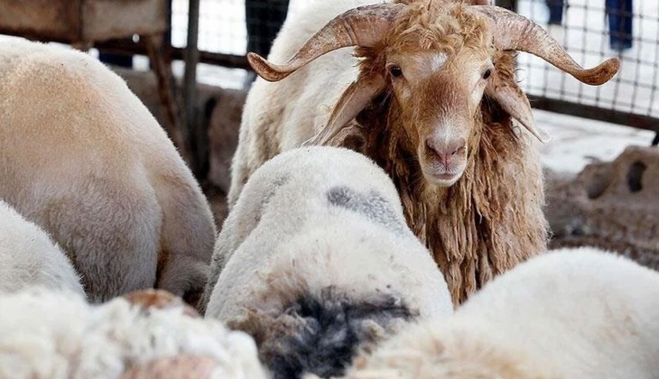 Zincir marketlerde kurbanlık fiyatları belli oldu! Bu fiyatları görenlerin ağzı açık kaldı!