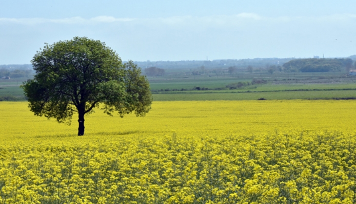 Milli Emlak tan iki ilde taksitle arsa ve tarla fırsatı!