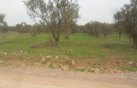 Ayvalık'ta zeytinlik alanları imara açılmayacak!