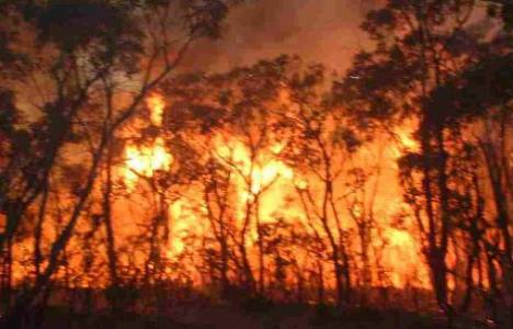 Hatay'da orman yangını!