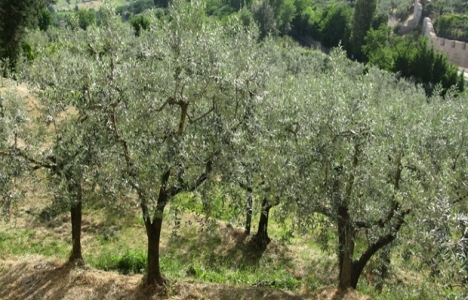 25 dönümden küçük alanlar zeytinlik kapsamından çıkartılacak!