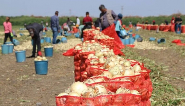 Çukurova da hasat yaygınlaştı! Soğanın fiyatı düşüyor! 
