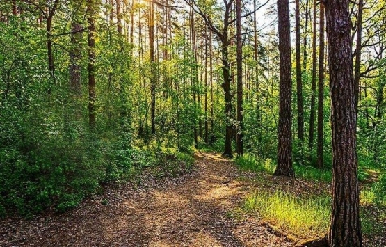 3.8 milyon metrekarelik orman alanı Hazine'ye devredildi!