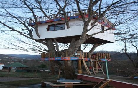 Sakarya'da meşe ağacının üzerine ev yapıldı!