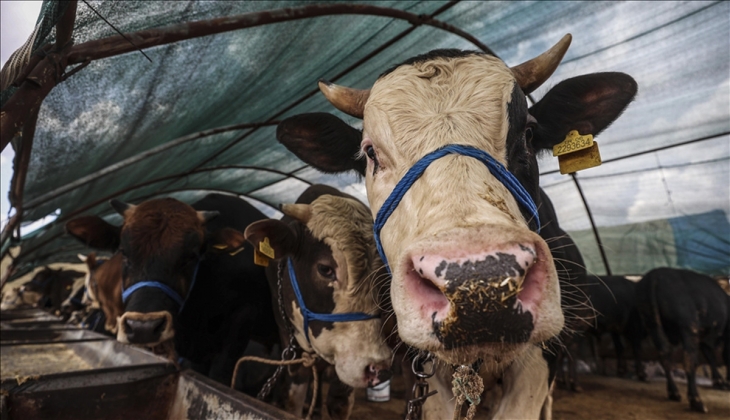 Türkiye’de ilk kurbanlıklar görücüye çıktı! İşte küçükbaş ve büyükbaş fiyatları