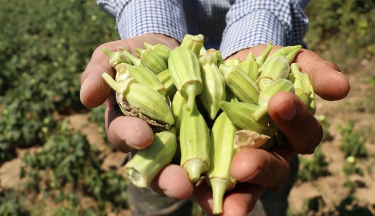 Çarşı pazar yangın yerine döndü! 1 kg bamyanın fiyatını gören vatandaş isyan etti!