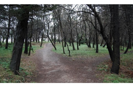 Validebağ Korusu'nda gerginlik büyüyor!