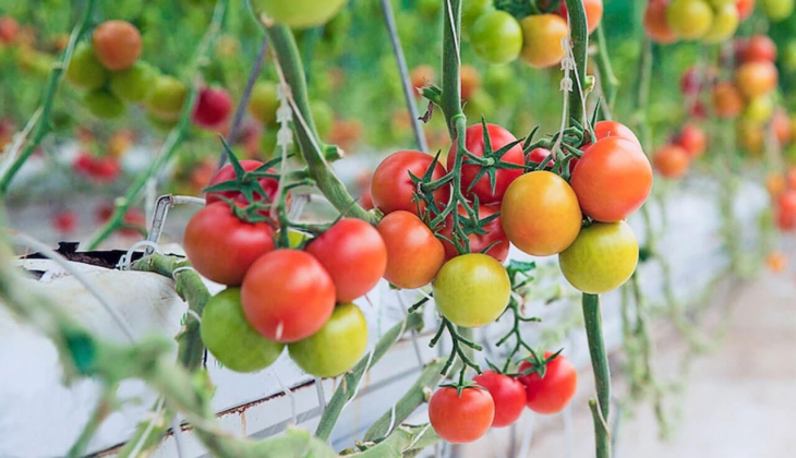 Domates üreticisinden dikkat çeken sözler! Artık lüks oldu, parası olmayan yemeyecek! İşte 15 Nisan 2022 fiyat listesi