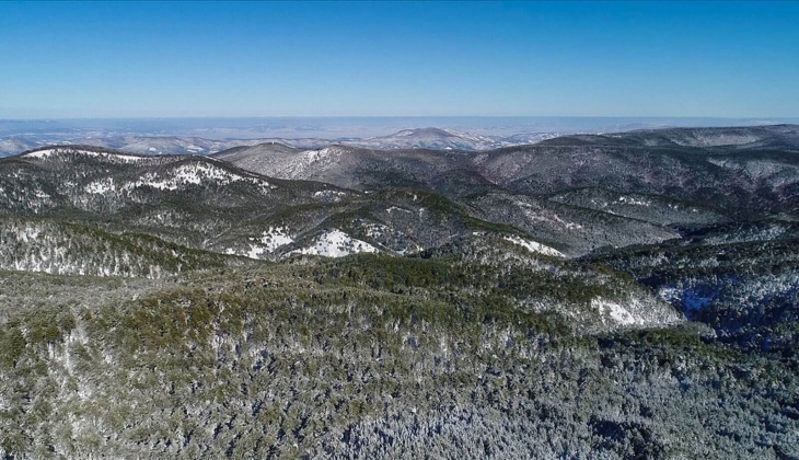 Balıkesir Kaz Dağları nda 14 dönüm zeytinlik imara açıldı!