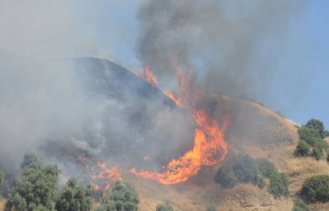 Aydın'da makilik alanda yangın çıktı!