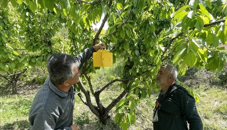 Kiraz üreticilerine zirai ilaç desteği verildi!