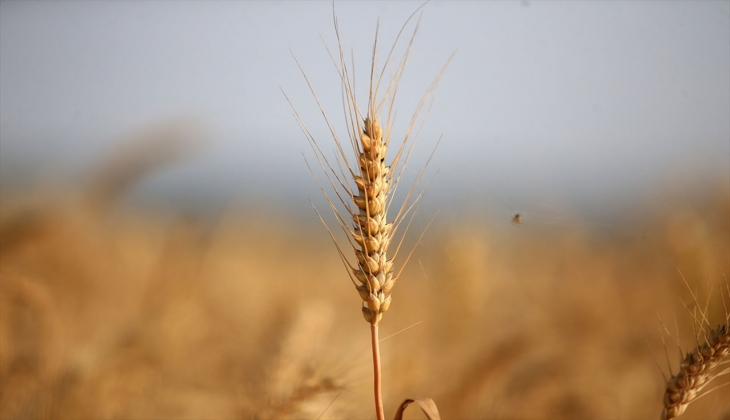 TMO dan buğday fiyatlarına 1 lira zam açıklaması: Herkesin bilmesi gerekiyor