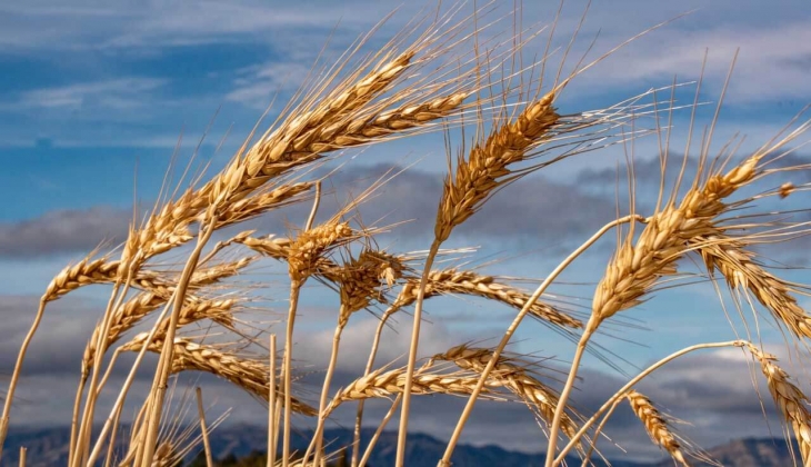 Ekmek fiyatlarına zam gelecek mi? Buğday kaç liradan işlem gördü? İşte 24 Ocak 2023 fiyat listesi…