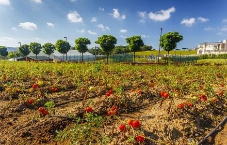 Ormanada organik tarım