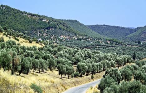 Zeytinlikler imara açılacak mı?