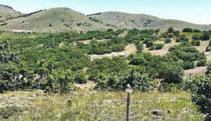 Koza Altın düğmeye bastı! 20 günde üçüncü altın ocağını açmak için başvurdu! 