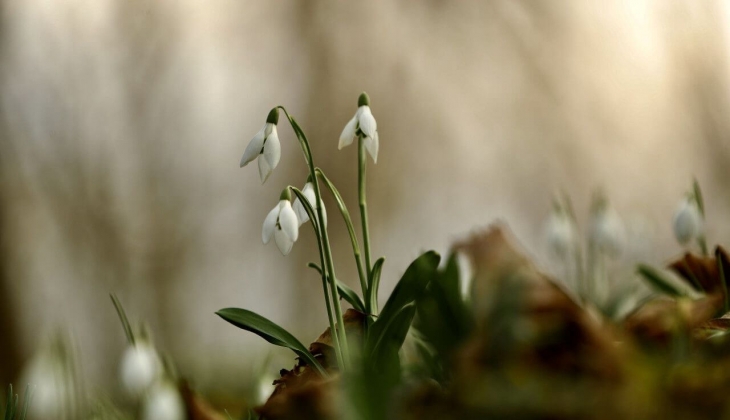 İhracatta kırsal ekonomiye büyük destek! İlk etapta 5 çeşit gidecek