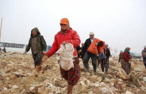  Avşar Mahallesi TOKİ mevkiine 2 bin fidan dikilecek!