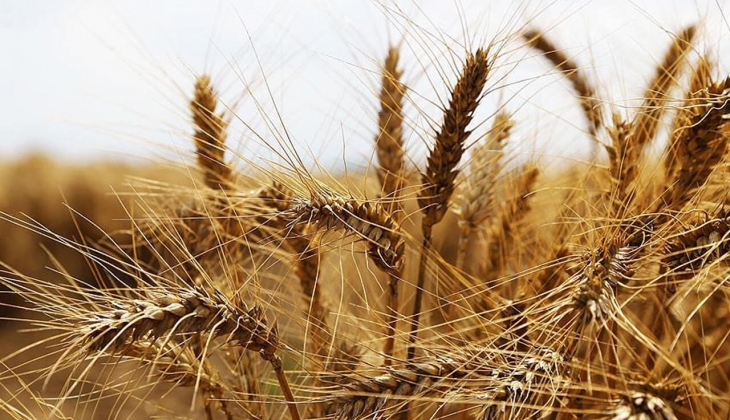 Buğdayda bir haftanın dip seviyesi! Buğday, arpa, mısır fiyatları bugün ne kadar? Borsa borsa açıklandı!