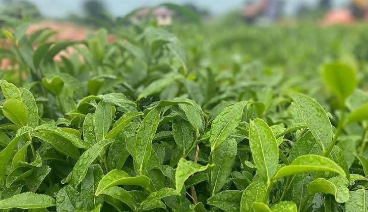 ÇAYKUR açıkladı! Yaş çay alımı ve kontenjana kota sınırlaması geliyor... 