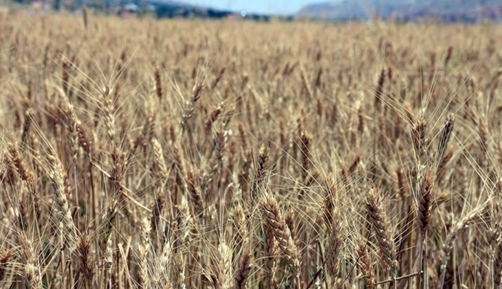 Çiftçiler dikkat! Buğday alım fiyatı bugün kaç lira oldu? İşte TMO ve ticaret borsaları 11 Temmuz 2022 fiyat listesi...
