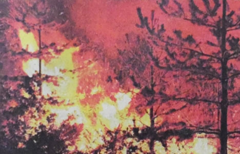 1982 yılında Beykoz'da yüzlerce hektarlık orman alanı kül olmuş!